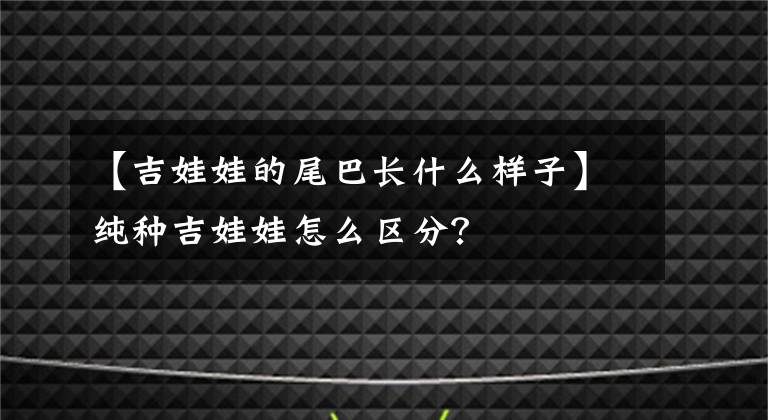【吉娃娃的尾巴长什么样子】纯种吉娃娃怎么区分？
