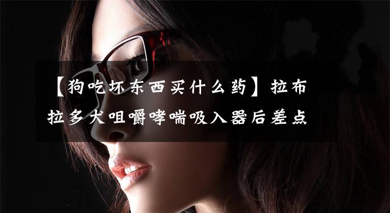 【狗吃坏东西买什么药】拉布拉多犬咀嚼哮喘吸入器后差点中毒死亡