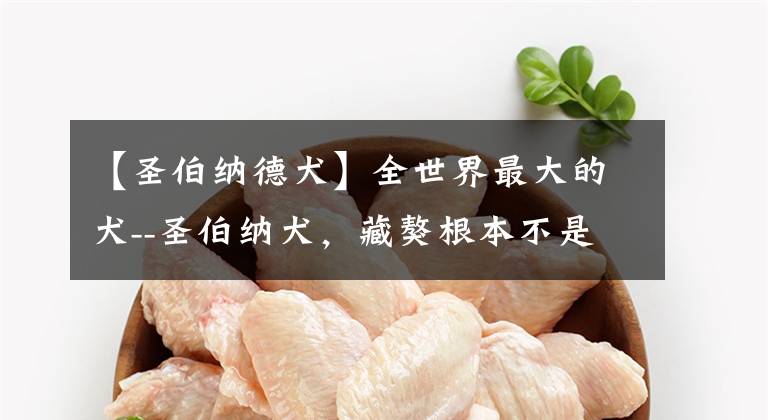 【圣伯纳德犬】全世界最大的犬--圣伯纳犬，藏獒根本不是对手