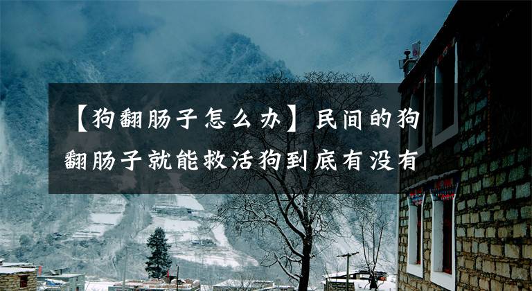 【狗翻肠子怎么办】民间的狗翻肠子就能救活狗到底有没有用？