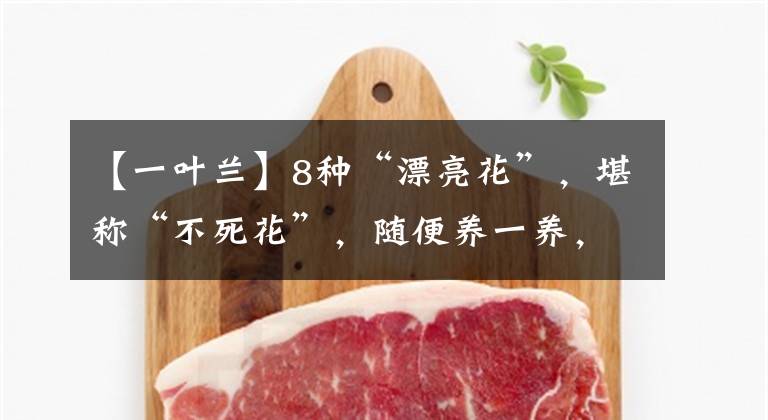 【一叶兰】8种“漂亮花”，堪称“不死花”，随便养一养，新芽爆满缸