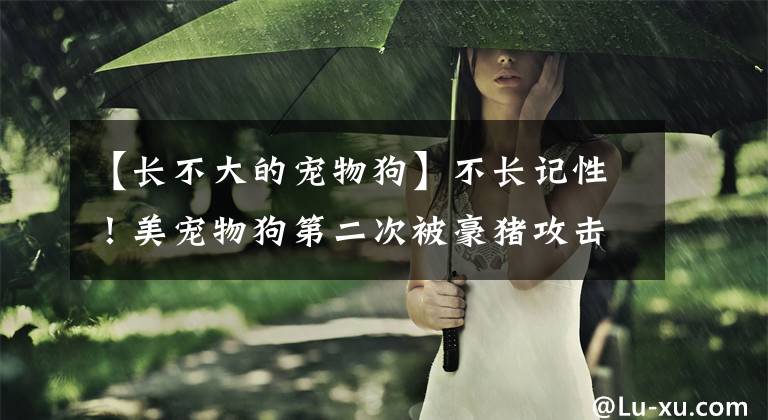 【长不大的宠物狗】不长记性！美宠物狗第二次被豪猪攻击脸上扎满长刺