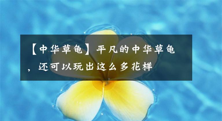 【中华草龟】平凡的中华草龟，还可以玩出这么多花样
