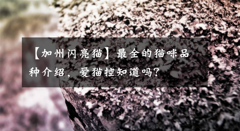 【加州闪亮猫】最全的猫咪品种介绍，爱猫控知道吗？