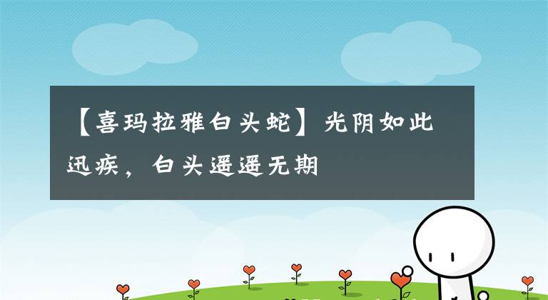 【喜玛拉雅白头蛇】光阴如此迅疾，白头遥遥无期