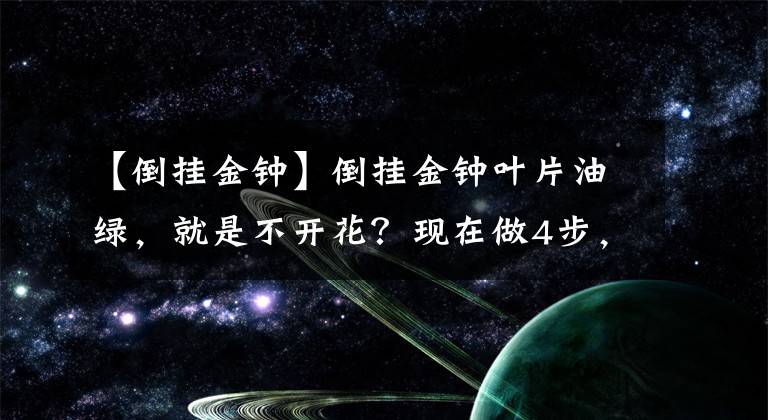 【倒挂金钟】倒挂金钟叶片油绿，就是不开花？现在做4步，花苞很快冒出来