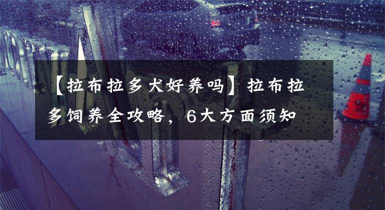 【拉布拉多犬好养吗】拉布拉多饲养全攻略，6大方面须知