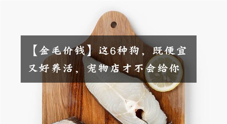 【金毛价钱】这6种狗，既便宜又好养活，宠物店才不会给你推荐