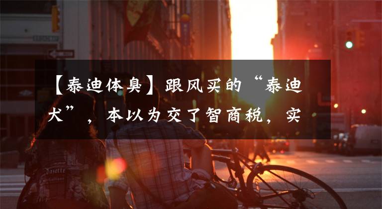 【泰迪体臭】跟风买的“泰迪犬”，本以为交了智商税，实际越养越上瘾