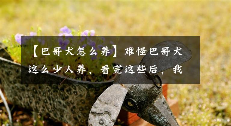 【巴哥犬怎么养】难怪巴哥犬这么少人养，看完这些后，我懂了