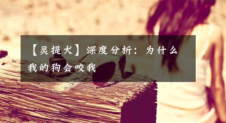 【灵提犬】深度分析：为什么我的狗会咬我