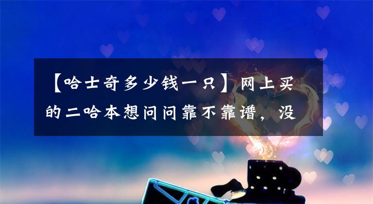 【哈士奇多少钱一只】网上买的二哈本想问问靠不靠谱，没想到网友大怒：我也被他骗过