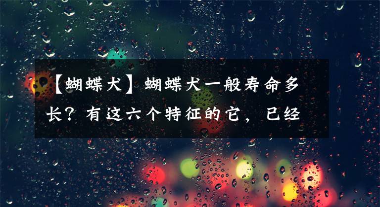 【蝴蝶犬】蝴蝶犬一般寿命多长？有这六个特征的它，已经算老狗了