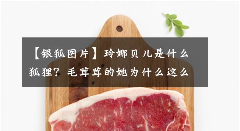 【银狐图片】玲娜贝儿是什么狐狸？毛茸茸的她为什么这么招人喜欢？