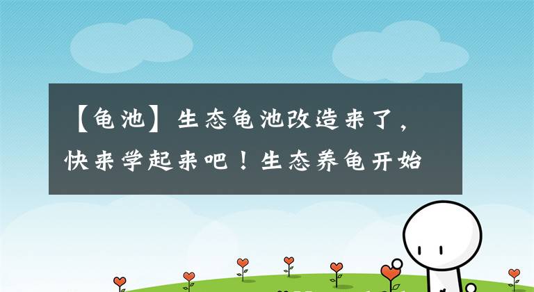 【龟池】生态龟池改造来了，快来学起来吧！生态养龟开始了