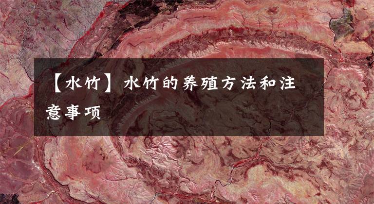 【水竹】水竹的养殖方法和注意事项