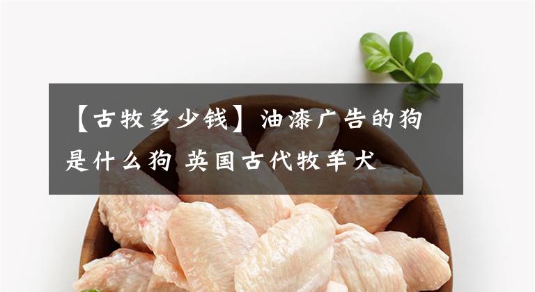 【古牧多少钱】油漆广告的狗是什么狗 英国古代牧羊犬