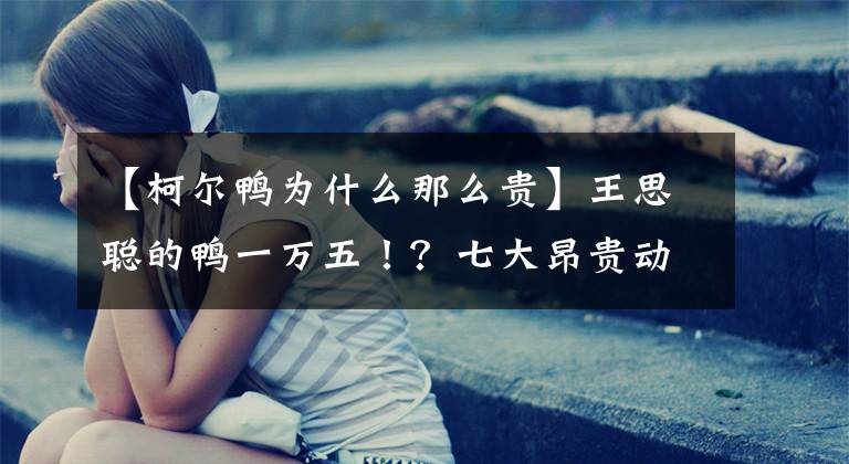 【柯尔鸭为什么那么贵】王思聪的鸭一万五！？七大昂贵动物盘点