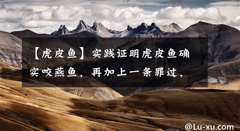 【虎皮鱼】实践证明虎皮鱼确实咬燕鱼，再加上一条罪过，还啃食水草