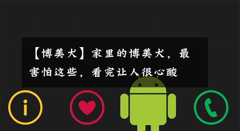 【博美犬】家里的博美犬，最害怕这些，看完让人很心酸