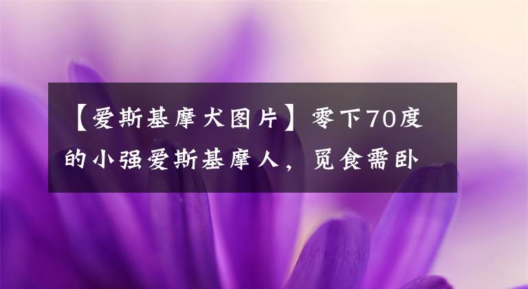【爱斯基摩犬图片】零下70度的小强爱斯基摩人，觅食需卧冰求海豹，一卧就几个小时