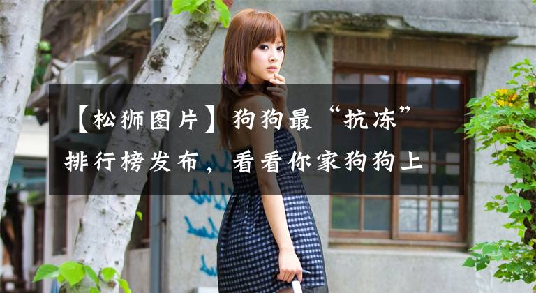 【松狮图片】狗狗最“抗冻”排行榜发布，看看你家狗狗上榜了没？