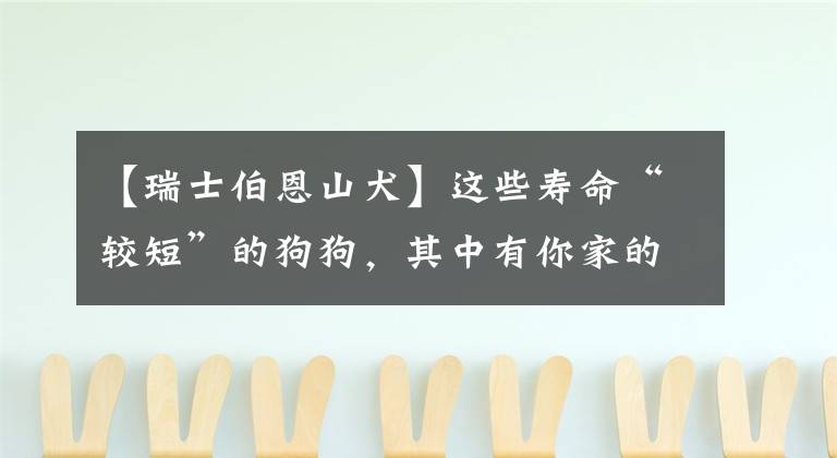 【瑞士伯恩山犬】这些寿命“较短”的狗狗，其中有你家的狗狗吗