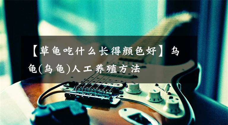 【草龟吃什么长得颜色好】乌龟(乌龟)人工养殖方法