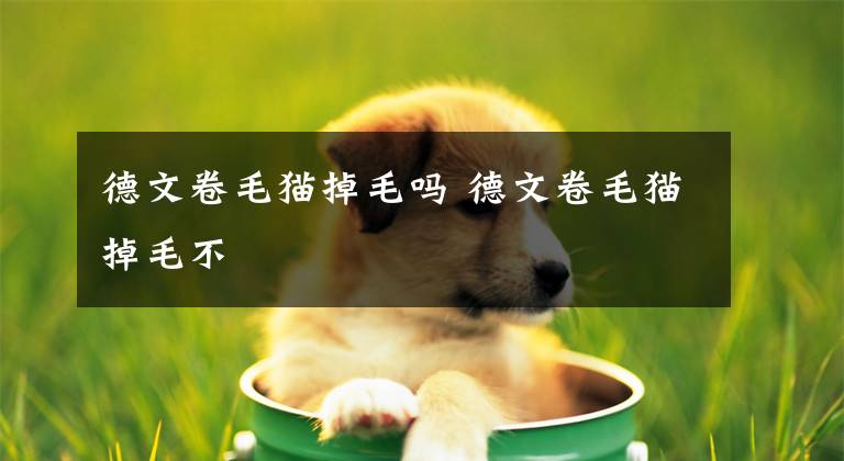 德文卷毛猫掉毛吗 德文卷毛猫掉毛不