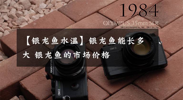 【银龙鱼水温】银龙鱼能长多大 银龙鱼的市场价格