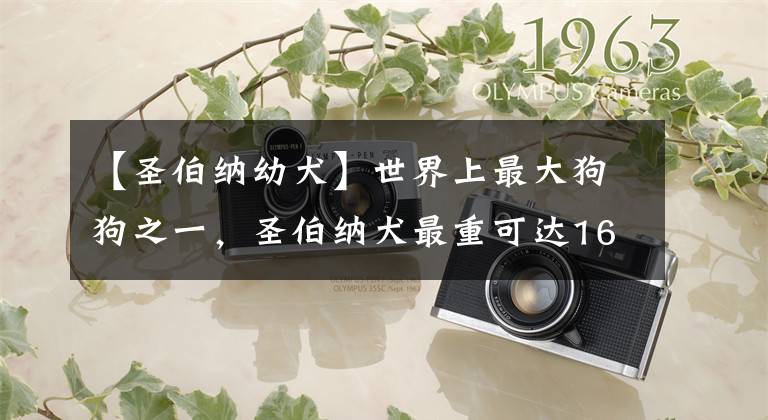 【圣伯纳幼犬】世界上最大狗狗之一，圣伯纳犬最重可达160斤，一般人真心养不起