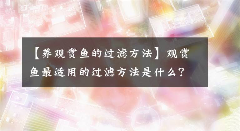 【养观赏鱼的过滤方法】观赏鱼最适用的过滤方法是什么？
