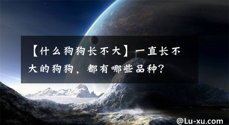 【什么狗狗长不大】一直长不大的狗狗，都有哪些品种？
