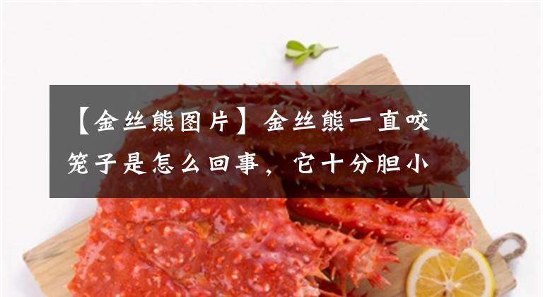 【金丝熊图片】金丝熊一直咬笼子是怎么回事，它十分胆小，咬起笼子来却很卖力