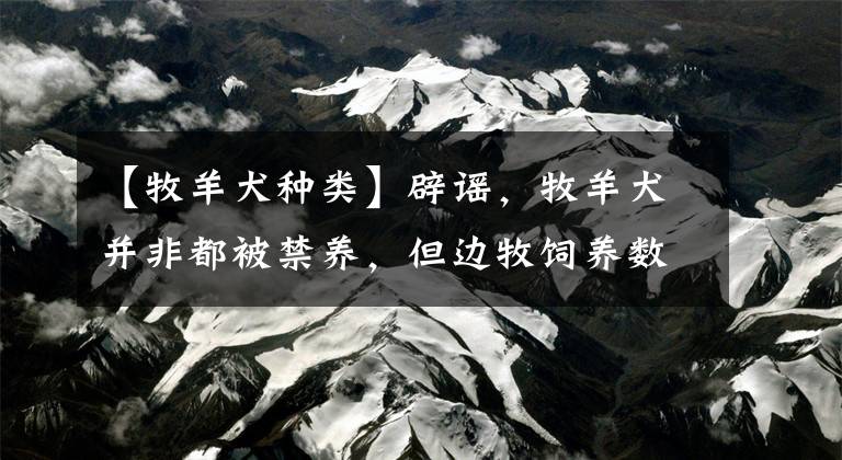 【牧羊犬种类】辟谣，牧羊犬并非都被禁养，但边牧饲养数量减少，离不开三点原因