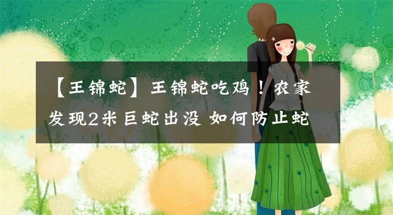 【王锦蛇】王锦蛇吃鸡！农家发现2米巨蛇出没 如何防止蛇靠近？养鹅效果好