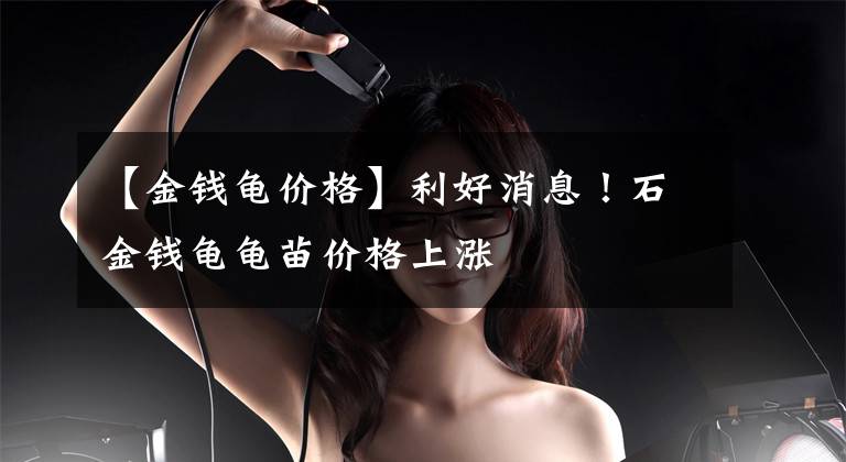【金钱龟价格】利好消息！石金钱龟龟苗价格上涨
