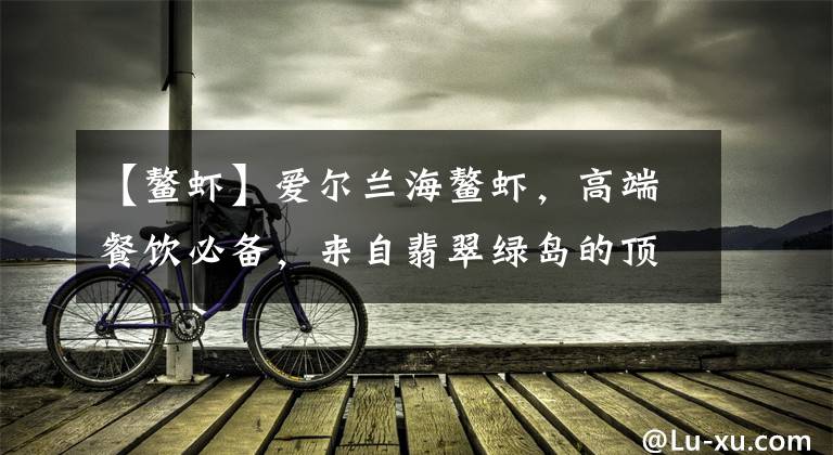 【鳌虾】爱尔兰海鳌虾，高端餐饮必备，来自翡翠绿岛的顶级稀缺刺身食材