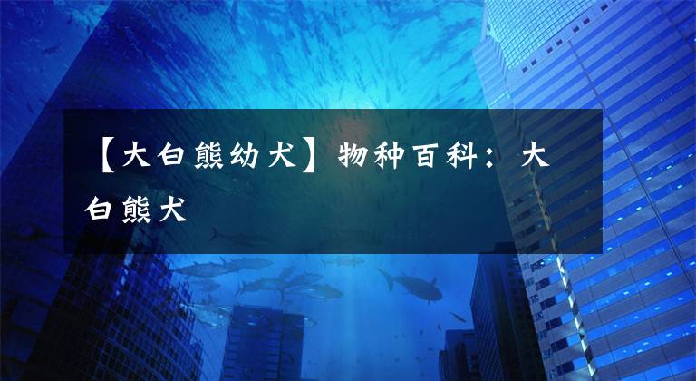 【大白熊幼犬】物种百科：大白熊犬
