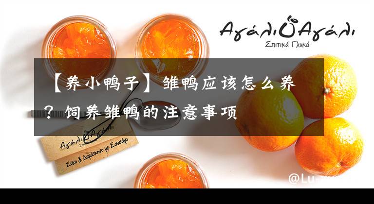 【养小鸭子】雏鸭应该怎么养？饲养雏鸭的注意事项