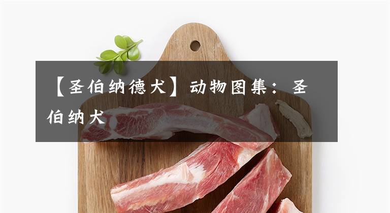 【圣伯纳德犬】动物图集：圣伯纳犬
