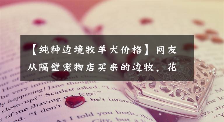 【纯种边境牧羊犬价格】网友从隔壁宠物店买来的边牧，花了500块，我看着怎么不值呢！