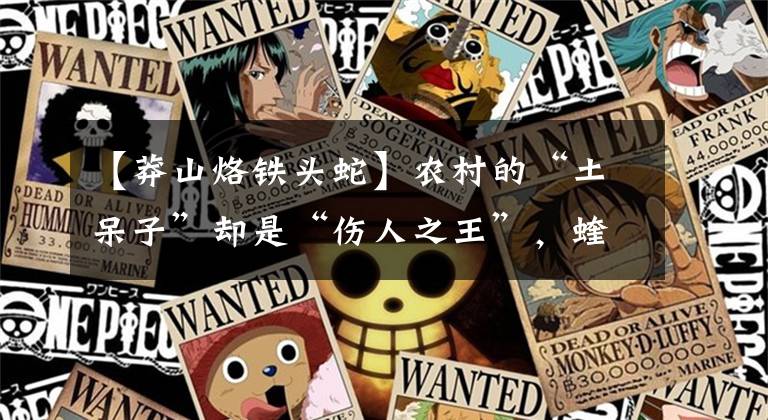【莽山烙铁头蛇】农村的“土呆子”却是“伤人之王”，蝰蛇科的毒蛇到底有多可怕？