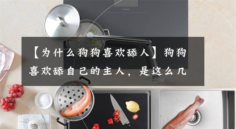 【为什么狗狗喜欢舔人】狗狗喜欢舔自己的主人，是这么几个意思，可惜大部分人都不知道