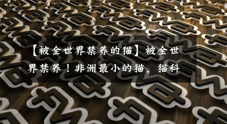 【被全世界禁养的猫】被全世界禁养！非洲最小的猫，猫科捕猎效率最高的“杀戮机器”