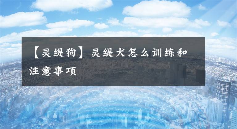【灵缇狗】灵缇犬怎么训练和注意事项