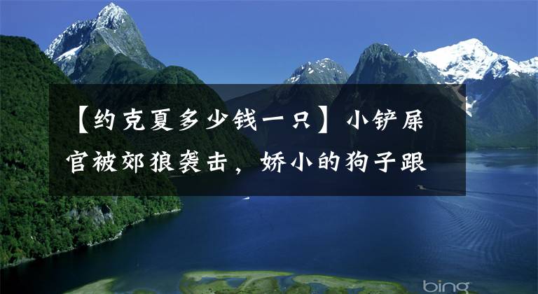 【约克夏多少钱一只】小铲屎官被郊狼袭击，娇小的狗子跟郊狼拼了命也要救下她