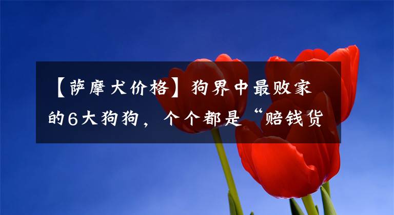 【萨摩犬价格】狗界中最败家的6大狗狗，个个都是“赔钱货”，实在养不起