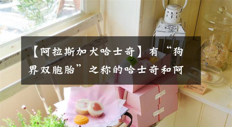 【阿拉斯加犬哈士奇】有“狗界双胞胎”之称的哈士奇和阿拉斯加，你更喜欢谁？