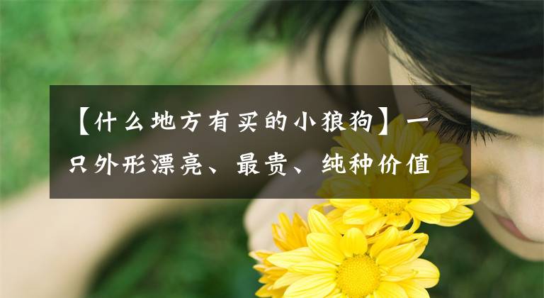 【什么地方有买的小狼狗】一只外形漂亮、最贵、纯种价值十多万的中国本土狼犬。